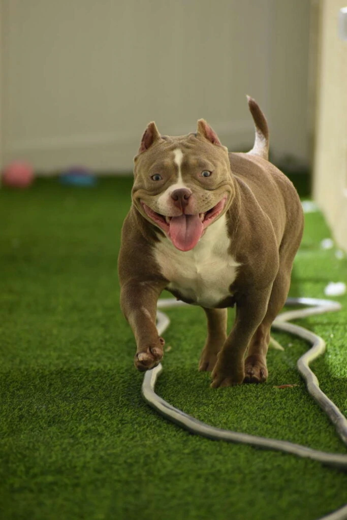 Dog playing on artificial turf installation - pet friendly synthetic grass